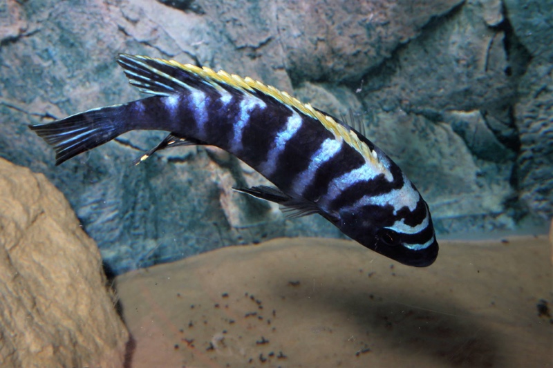 Cynotilapia zebroides 'Ndonga (South)'